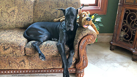 Great Danes Enjoy A Nap With Scooby Doo