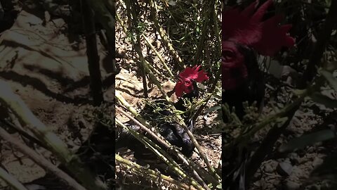 Pit game bantam rooster hiding in bushes on hot day