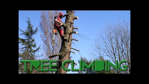 Tree Climbing