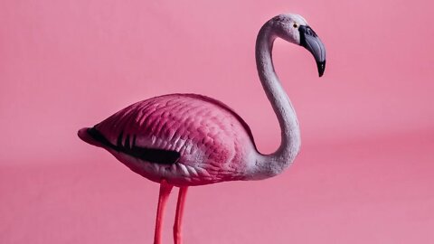 pink flamingo