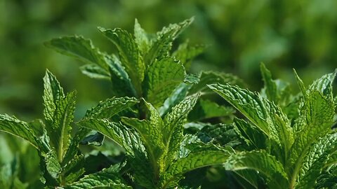 🎄🎄🎄Mint medicinal herb healthy🎄🎄🎄