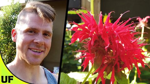 Monarda Bee Balm Taste Test | Unusual Foods