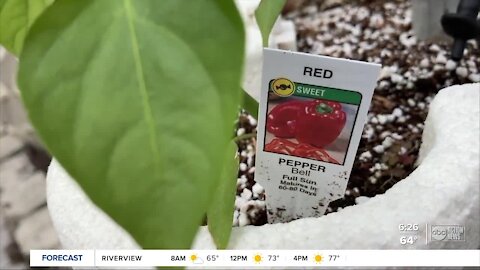 Students with special needs maintain working hydroponic and solar-fueled garden at Plant High School