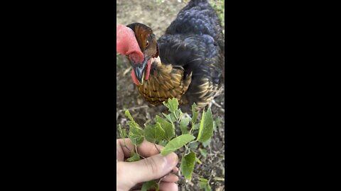 Cute Turken eats some leaves 🌿