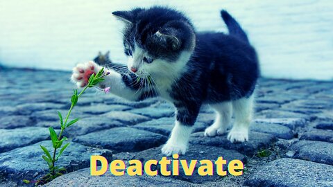 How to Have a Cat Deactivated