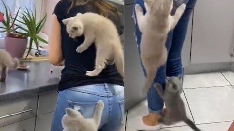 Kittens climb their mom as they couldn't wait for food