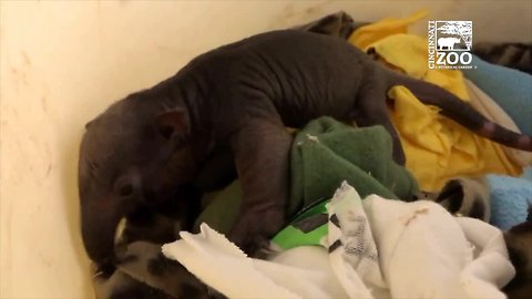 Baby tamandua at Cincinnati Zoo