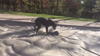 Dogs play on giant waterbed!