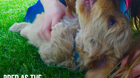 Labradoodles Are So Cute!