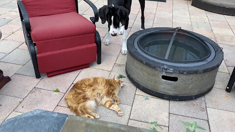 Great Dane Watches The Funny Effects Of Fresh Catnip on the Cat