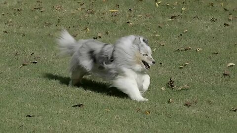 Our Sheltie, Piper ❤️