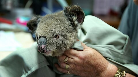 Fires May Have Killed Up To 30% Of Koalas In One Australian Region