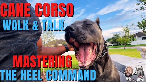 Cane Corso Walk & Talk: Mastering the Heel Command 🐾🐕