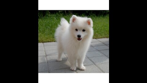 Japanese Spitz