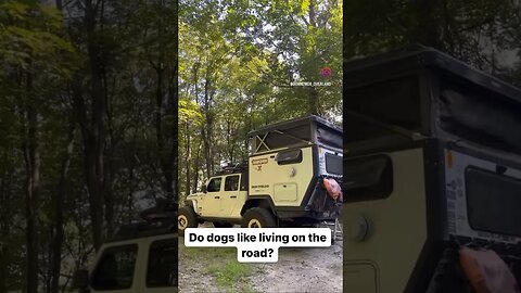 Nomad dog loves living in her Truck Camper