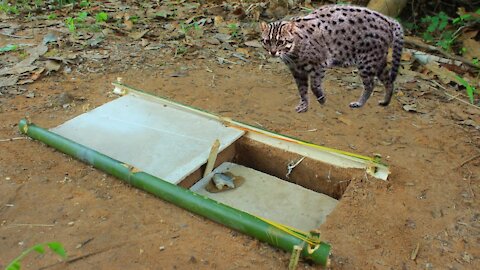 Build Simple Underground Wild Cat Trap Using Concrete Board Bamboo