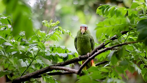 beautiful bird video .