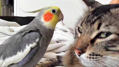 Happy cockatiel dance, beatbox, and sings to a sleepy cat...