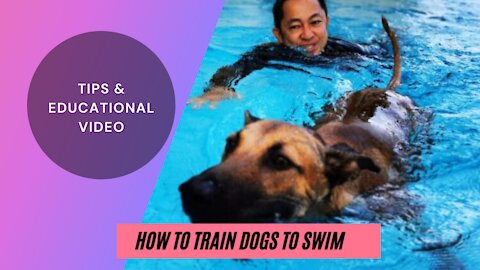 DOG TRAINING FOR SWIMMING