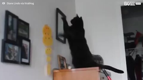 Owner makes compilation of her mischievous cat's behavior