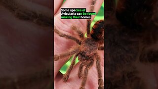 Do Tarantulas Live Together in Nature?