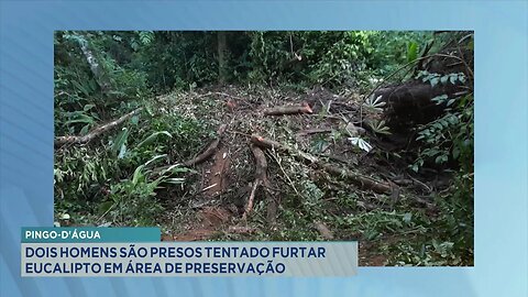 Pingo-D'água: Dupla Presa Tentando Furtar Eucalipto em Área de Preservação na Região.