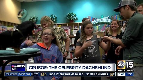 Crusoe: The Celebrity Dachshund comes to the Valley