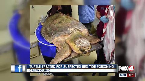 Loggerhead recovering from suspected red tide at CROW