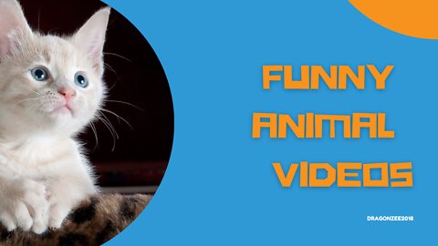 FUNNY ANIMAL VIDEOS