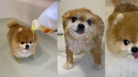 Cute puppy Pets are Confuse For Self Bath# Selfbath #cutepet