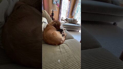 Kitten Snuggles with Golden Retriever