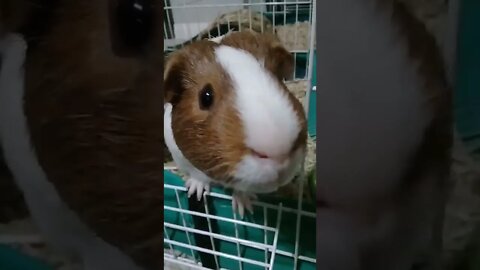 Chilling with the Guinea Pigs