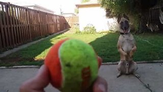 O que um cão faz para ter o seu brinquedo