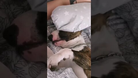 snoring dog video, dog is snoring Hard on monday, funny dog video