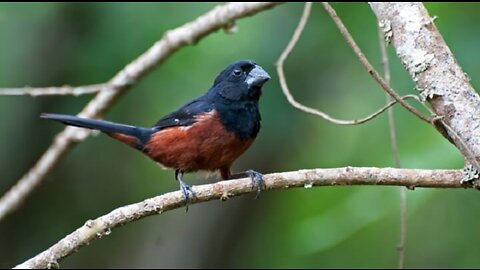 Curium bird singing loose in nature.