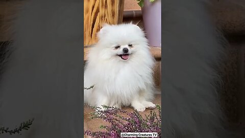 cute dog #pets #dogs #dogbarking #barkingsounds