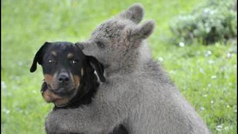 Bear Cub Rescued by Family