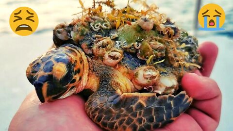 Barnacle Ridden Turtle Seek Help From Humans | The Worst Barnacles Cases