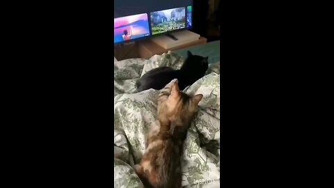 Funny animals videos😂