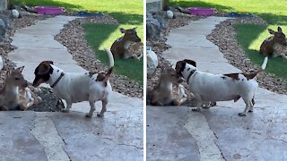 Dogs and deer live together in perfect harmony