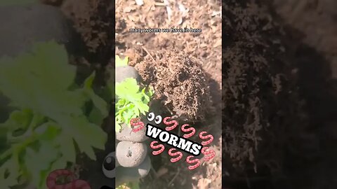 Lots Of Worms!