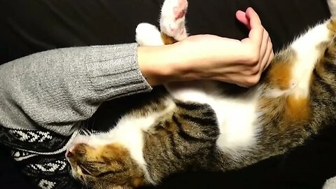 Tickling the Cat Belly