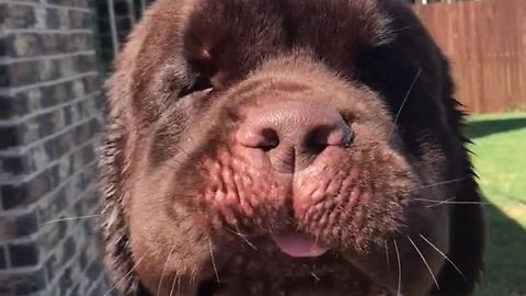 Huge Newfoundland can't get enough of the dryer!