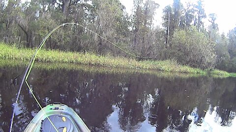 Kayak Fly Fishing The Peace River From Homeland, Florida