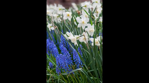 William Wordsworth Poem, The Daffodils, 1804