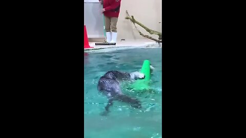 Cute seal #shorts #animals #cute #puppies #sea #monkey #world #funny #funnyvideo #truth