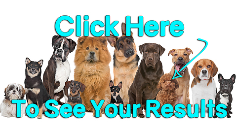 Take Our Quiz: What Dog Breed Would You Be? Pomeranian