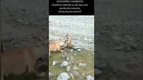 Cachorro machão toma mordida no focinho de marmota kkkkk tomou!