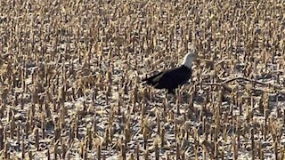 Bald eagle out for a flight