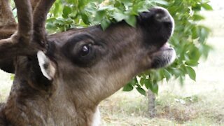 Feeding the reindeer